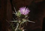 5497_Saghro - Distel